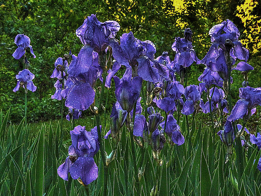 Tribe of Iris Photograph by William Fields