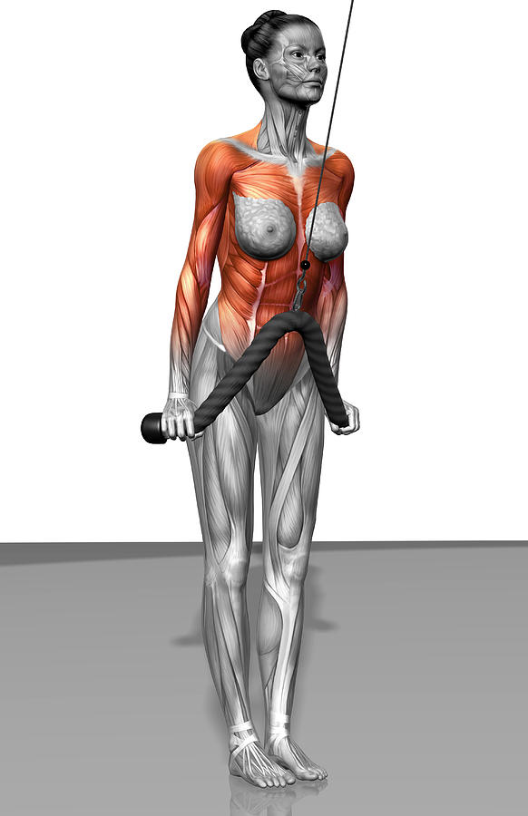 Vertical Photograph - Triceps Push Down by MedicalRF.com