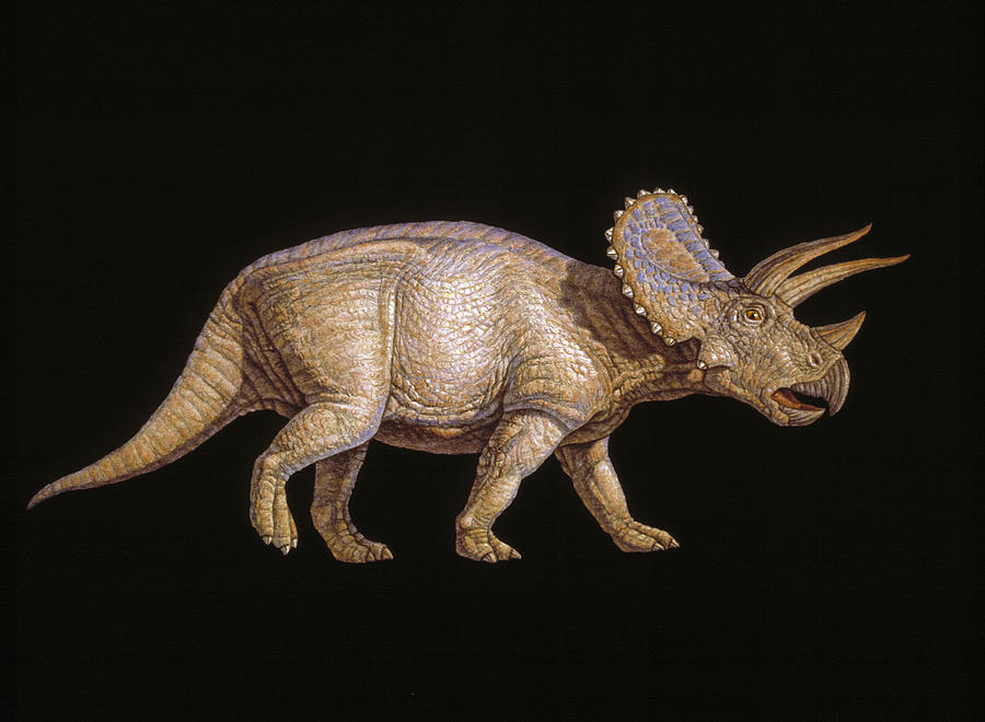 Prehistoric Photograph - Triceratops Dinosaur by Joe Tucciarone