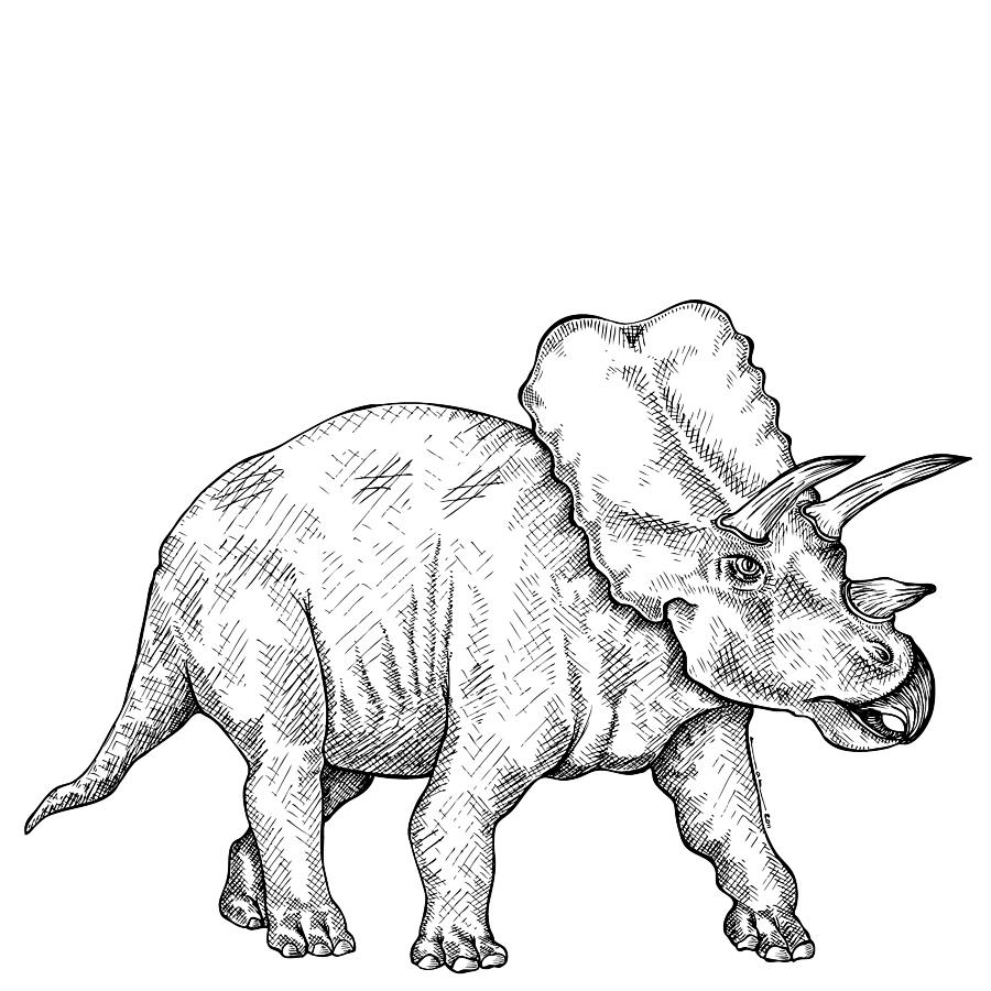 Triceratops Drawing by Karl Addison Pixels