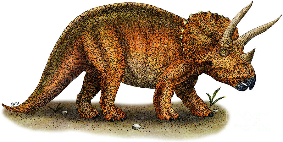 les Tricératops
