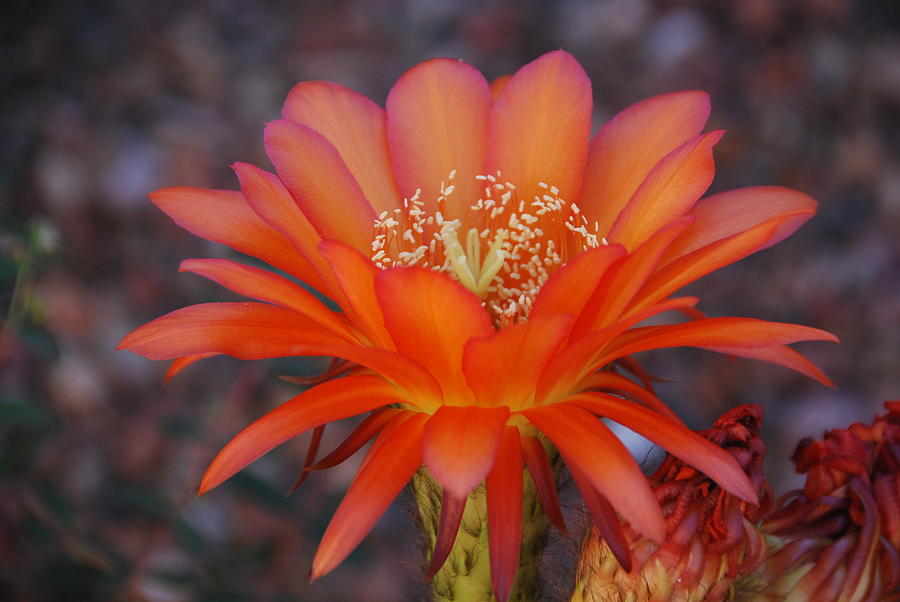 Trichocereus Bloom Digital Art by Joyce Harrrison | Pixels