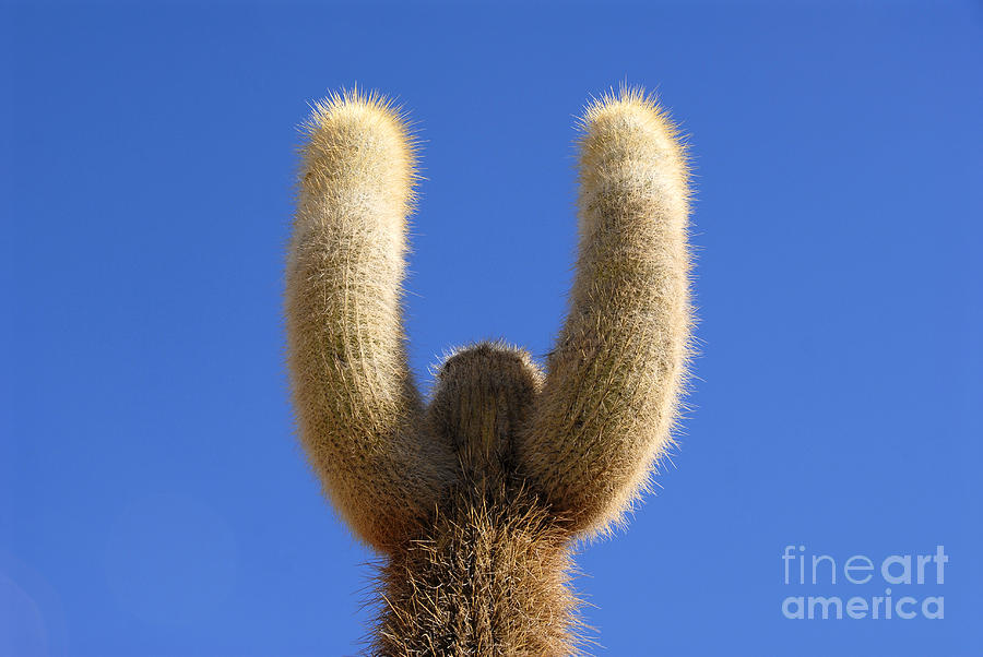 Desert Photograph - Trichoreus cactus by Tomaz Kunst