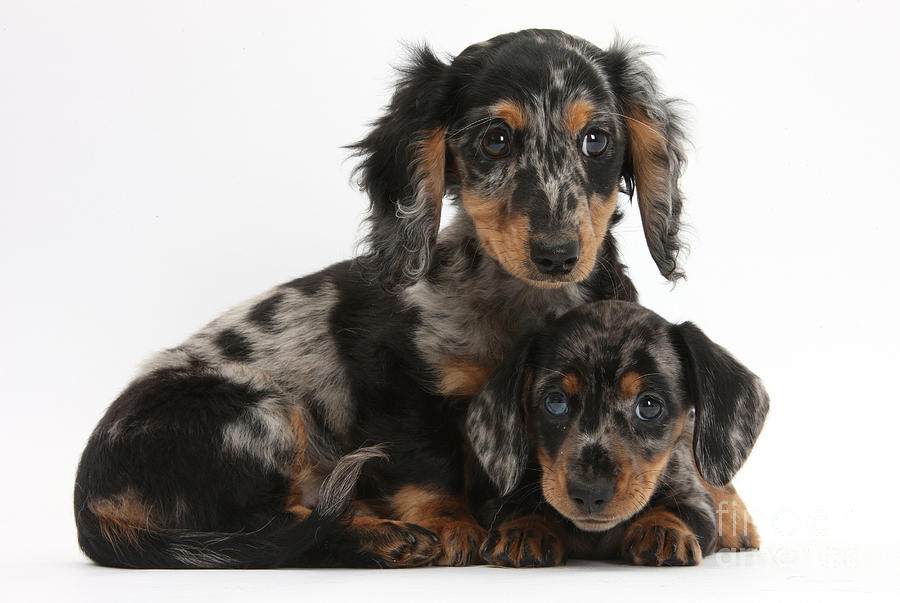 Tricolor Dachshund Puppies Photograph by Mark Taylor