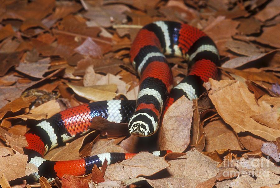 Tricolor Hognose Snake Photograph by Dante Fenolio