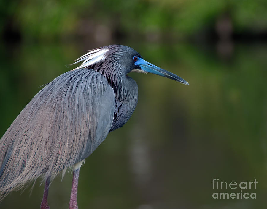 Tricolored Heron Photograph by Art Whitton