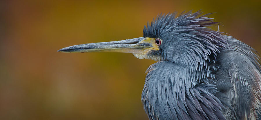 Tricolored Heron Photograph by Bill Martin