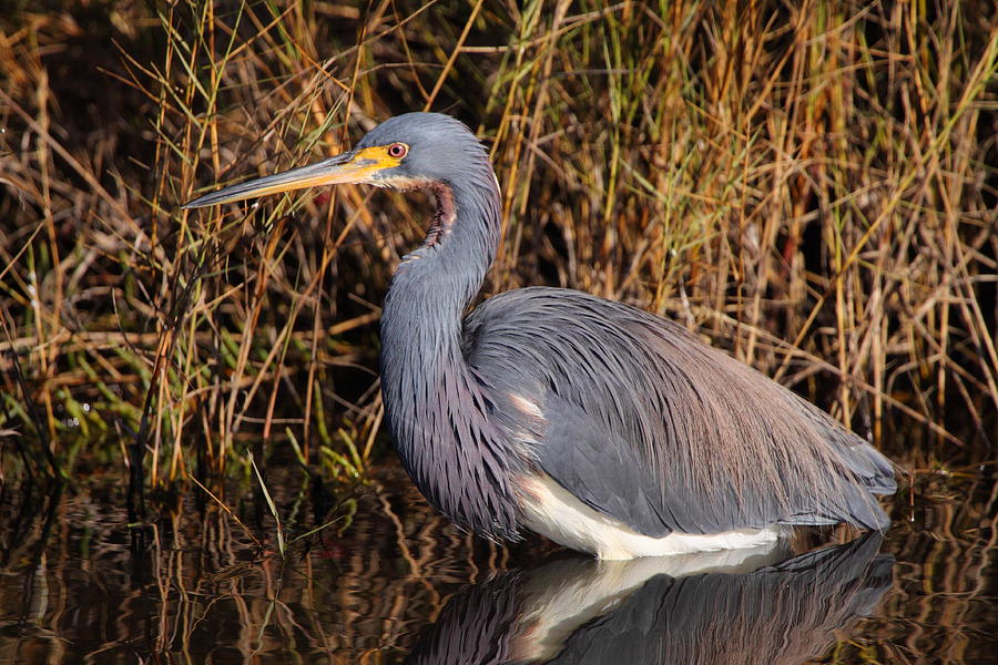 Tricolored Heron Photograph by Bruce J Robinson