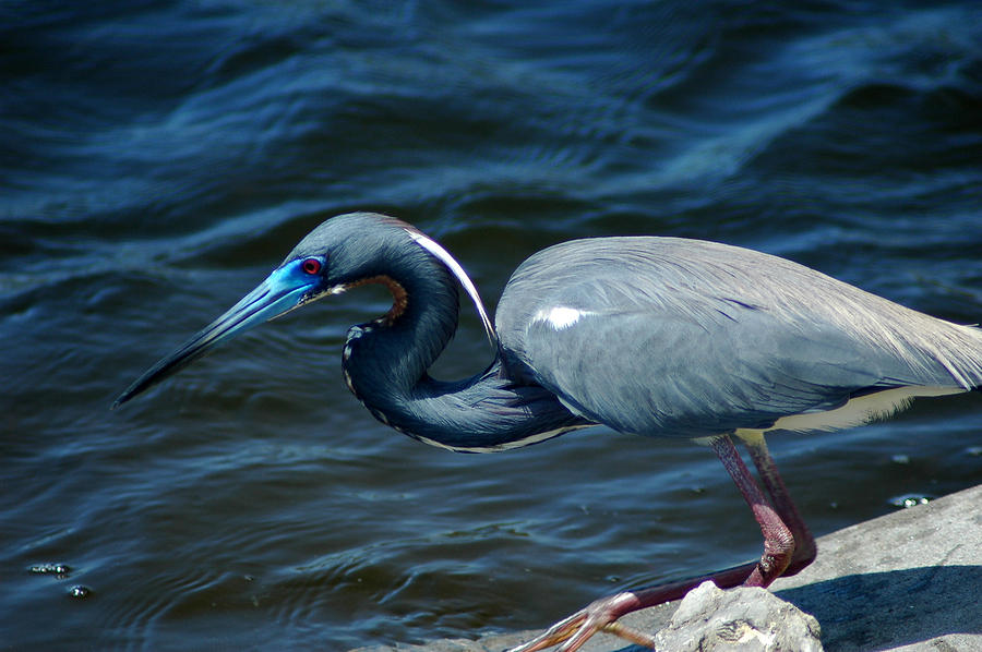 TriColored Heron Photograph by David Weeks