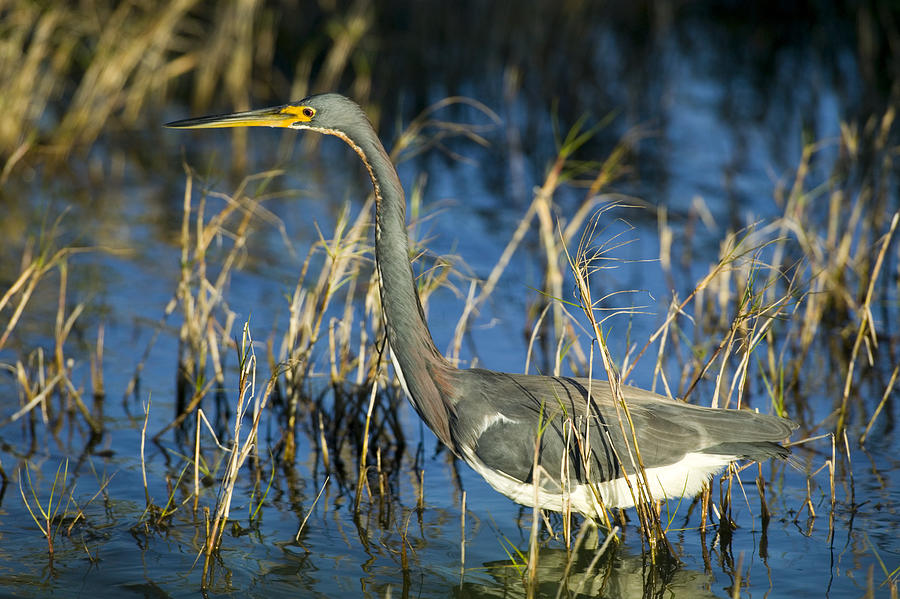 Nature Photograph - Tricolored Heron Hunting by Rich Franco