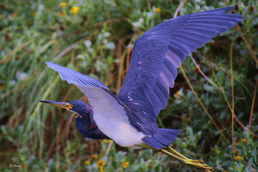 Feather Photograph - Tricolored Heron In Flight by Roena King