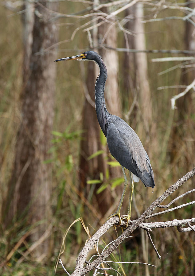 Tricolored Heron Photograph by Juergen Roth