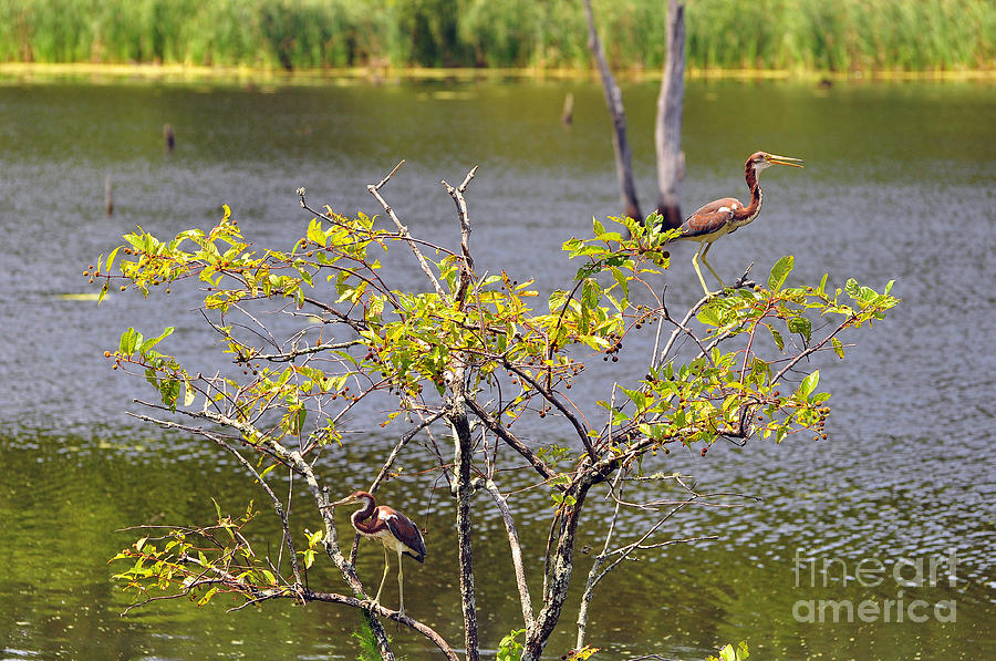 Heron Photograph - Tricolored Heron Tree by Al Powell Photography USA