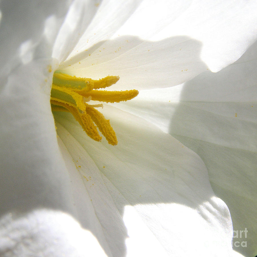 Spring Photograph - Trillium by Angie Rea