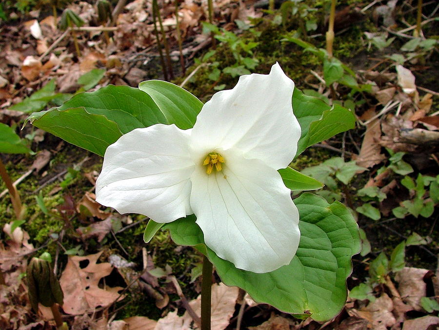 Trillium Photograph By Don Downer - Fine Art America