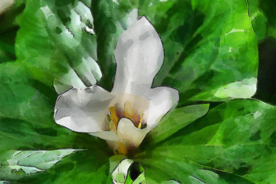 Trillium in flower Digital Art by Fran Woods