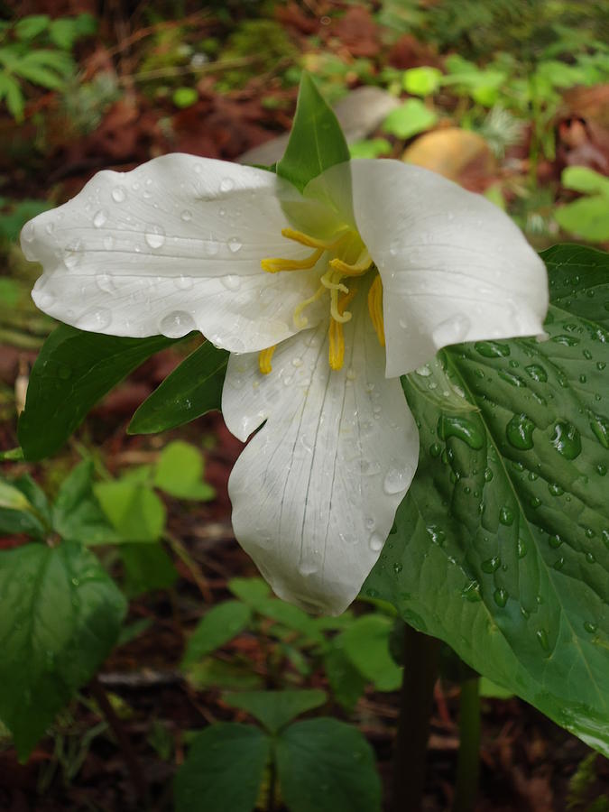 Trillium says Spring Photograph by Peter Mooyman