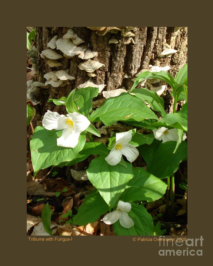 Trilliums with Fungus-I Photograph by Patricia Overmoyer