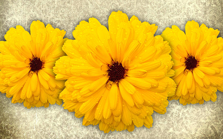 Sunflower Photograph - Trio of Orange Helianthus by Chris Thaxter