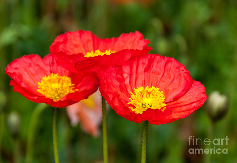 Trio of red poppies Photograph by Fran Woods