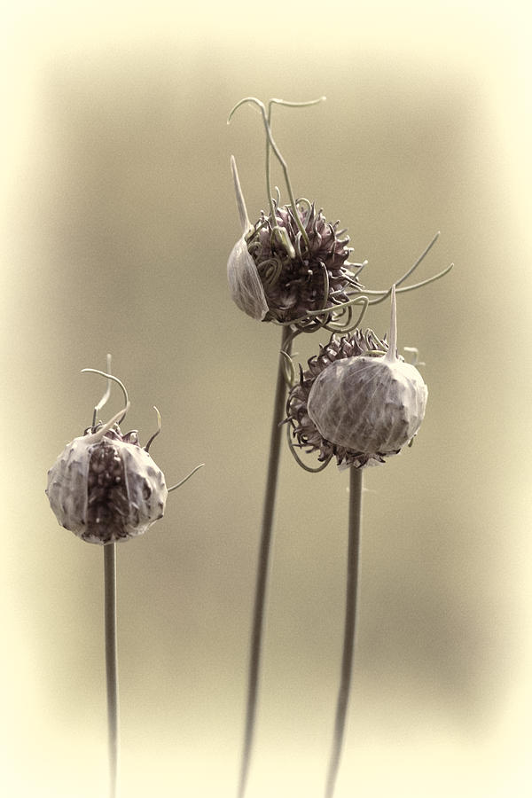Trio Of Wild Garlic Photograph by Kathy Clark