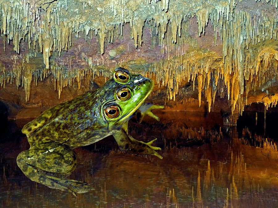 Frog Mixed Media - Triopse by Lynda Lehmann