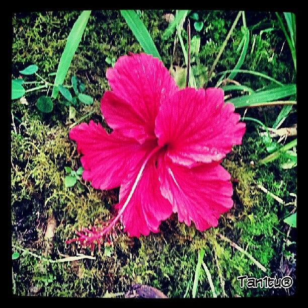 Nature Photograph - Trip To El Yunque Rain Forest - Amapola by Tania Torres
