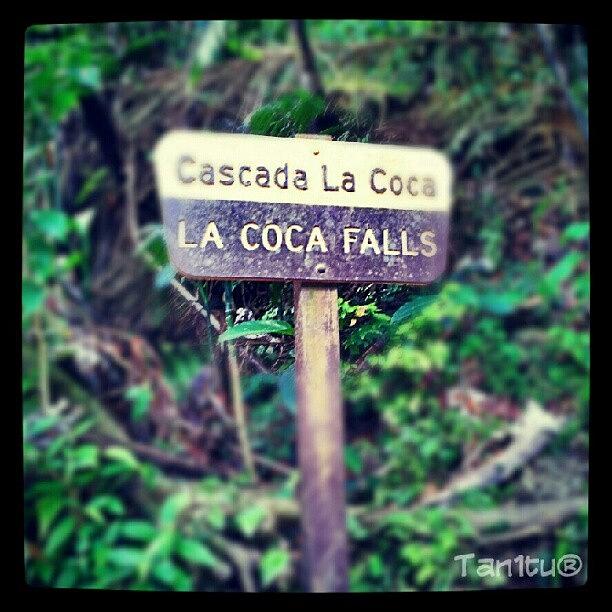 Nature Photograph - Trip To El Yunque Rain Forest - La Coca by Tania Torres