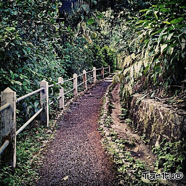 Nature Photograph - Trip To El Yunque Rain Forest Up Trail by Tania Torres