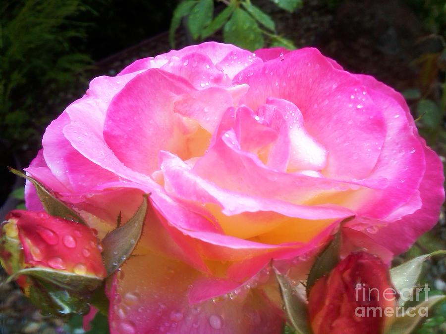 Triple Pink Photograph By Dj Laughlin - Fine Art America