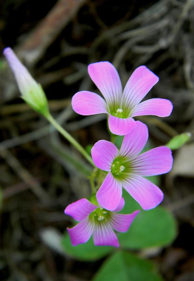 Triple Pink Photograph by Warren Thompson - Fine Art America