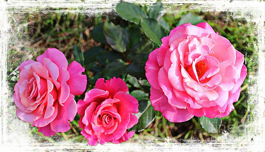 Triple Rose Grunge Photograph by Barbara A Griffin