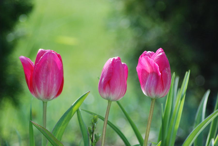 Triple Tulips Photograph by Wanda Jesfield