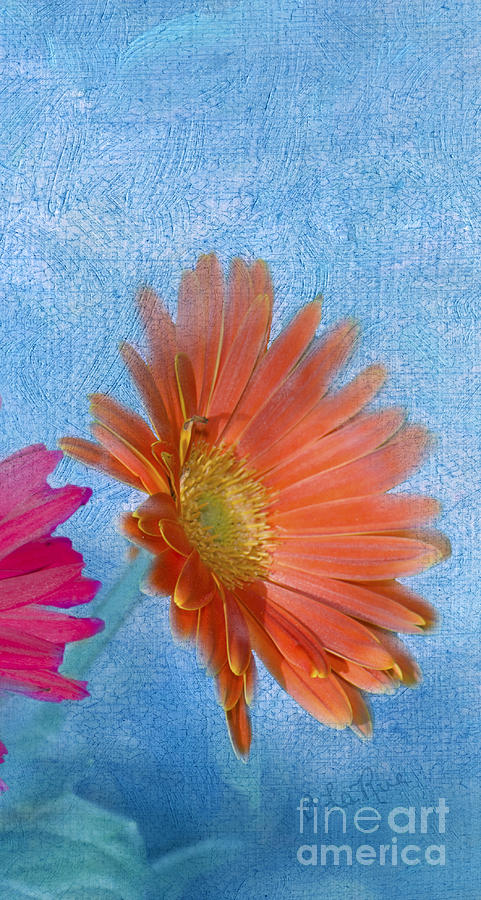 Flower Photograph - Triptych Gerbera Daisies-Three by Betty LaRue