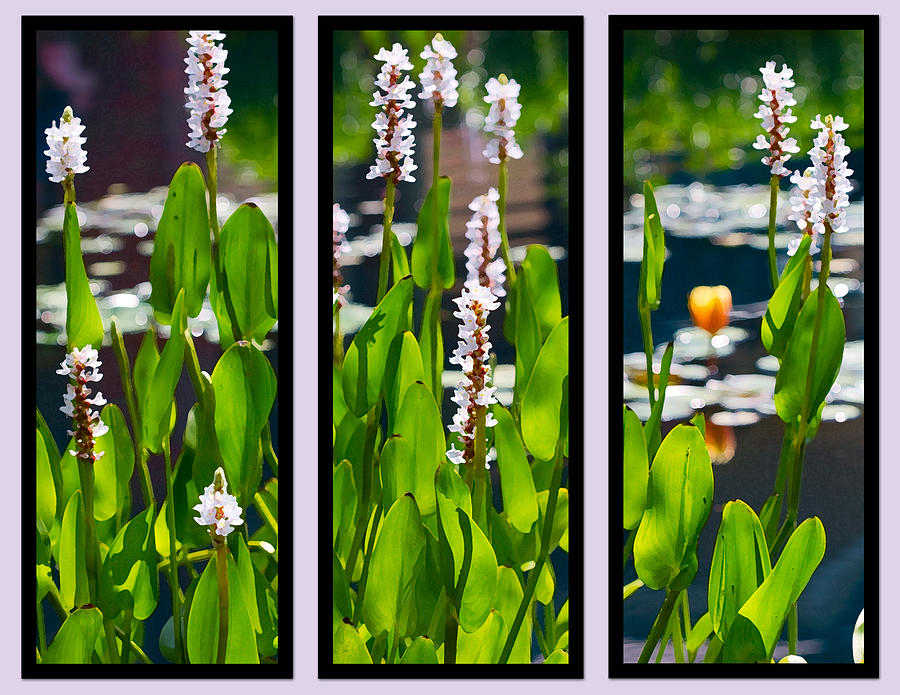 Triptych of Water Hyacinth Photograph by Kathy Clark