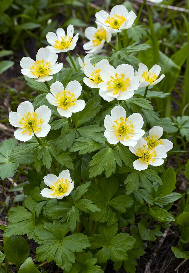 Trollius Laxus Ssp. Albiflorus Photograph by Bob Gibbons - Pixels