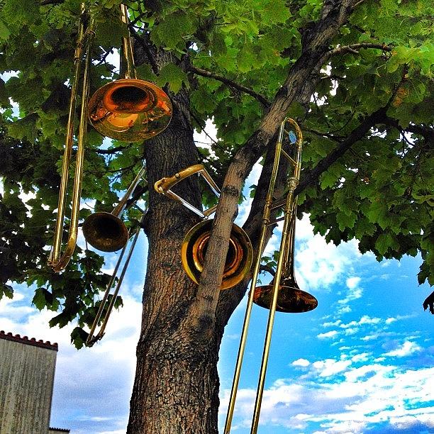 Tree Photograph - Trombone Tree 😁 #colorado #tree by Shannon Engbrecht