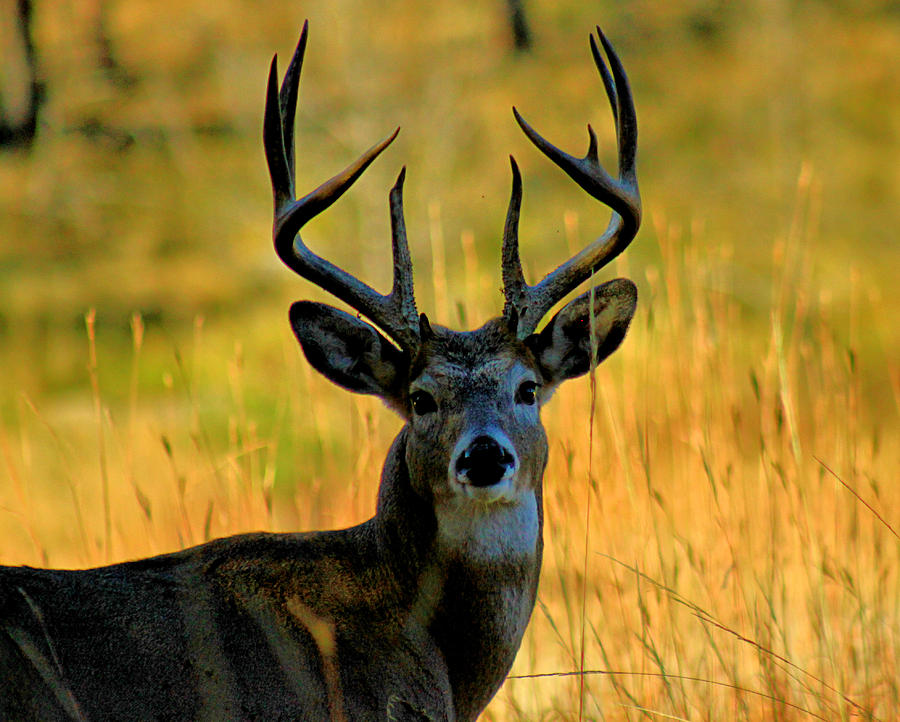Deer Photograph - Trophy Buck by Matthew Winn