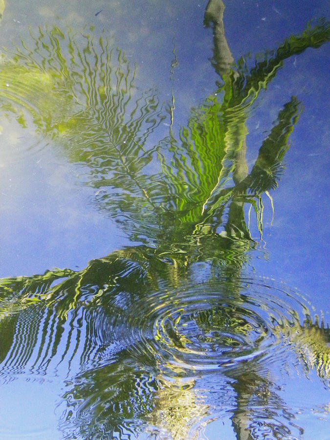 Tropical Abstraction Photograph by Sandy Fisher