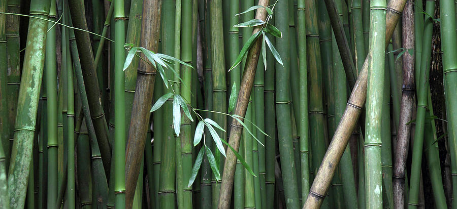 Tree Photograph - Tropical Bamboo forest by Pierre Leclerc Photography