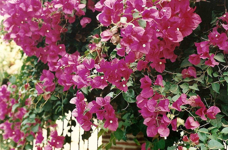 Tropical Bougainvillea Flowers Photograph by Marilyn Wilson