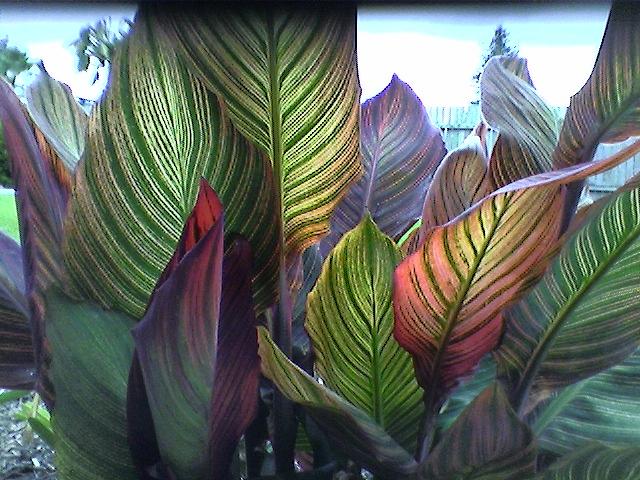 Nature Photograph - Tropical Canna Leaves by D J Larsen