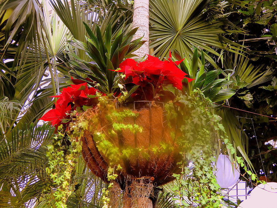 Tropical Christmas Basket Photograph by Mindy Newman
