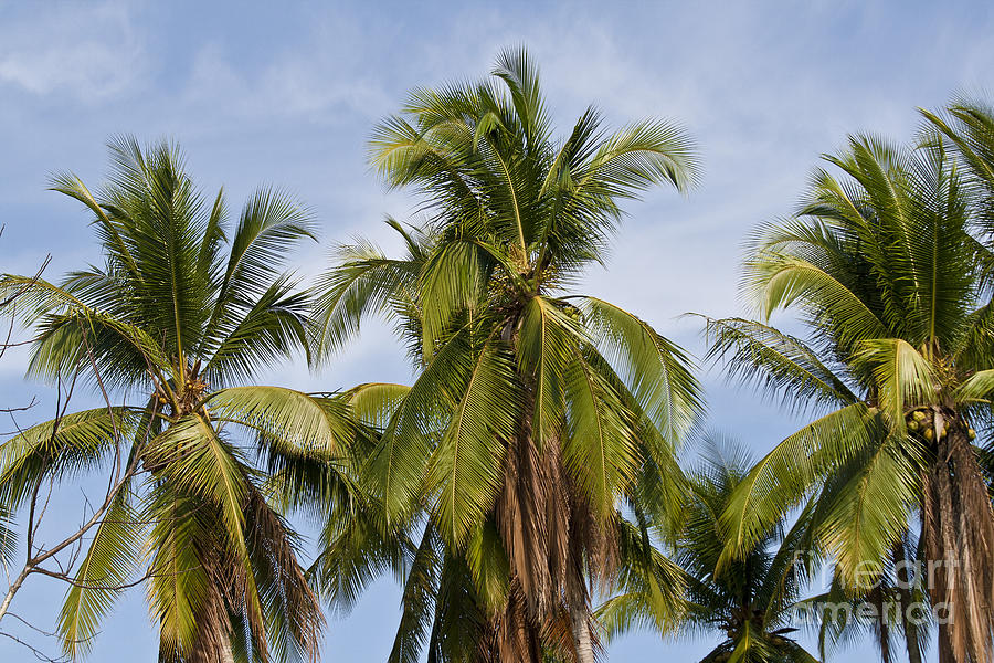 Tropical Cliche Photograph by Heiko Koehrer-Wagner