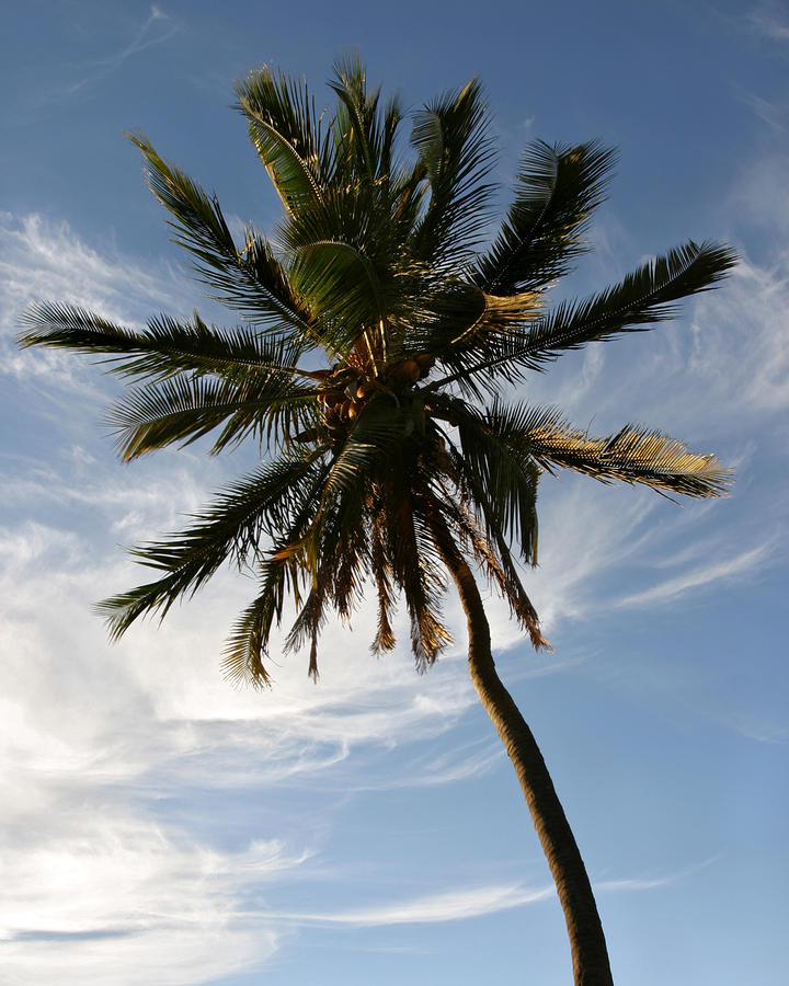 Tropical Coconut Palm Tree Maui Hawaii by Pierre Leclerc Photography