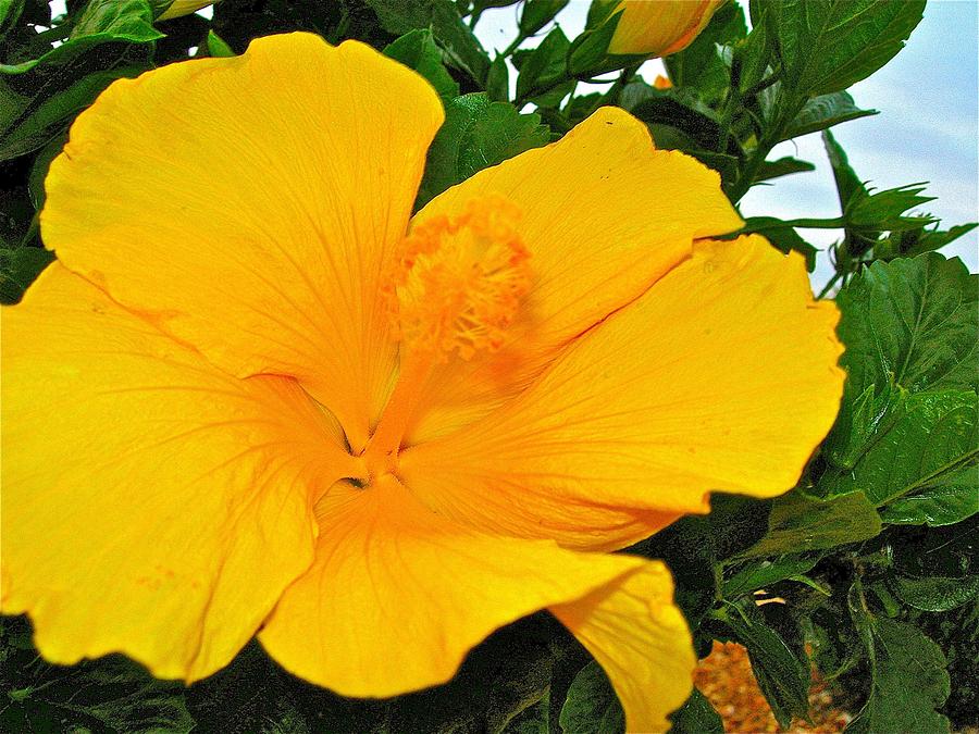 Flower Photograph - Tropical Delight by Randy Rosenberger