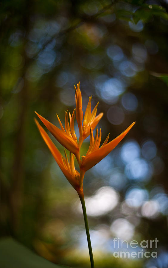 Tropical Dream Flower Photograph by Mike Reid