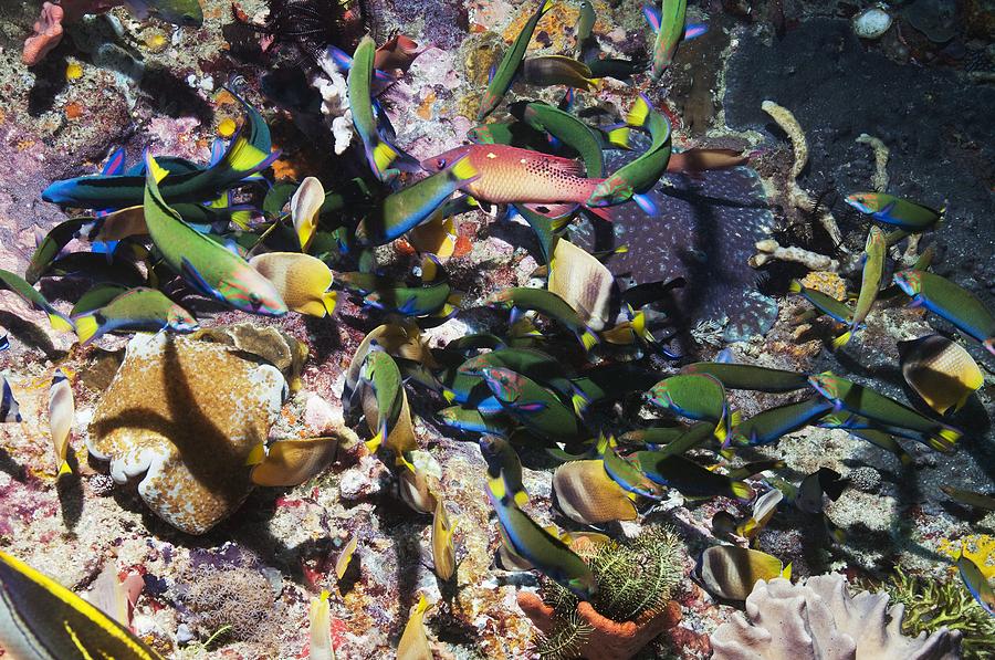 Fish Photograph - Tropical Fish Raiding Eggs On A Reef by Georgette Douwma