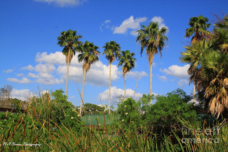 Tropical Florida Photograph by Barbara Bowen