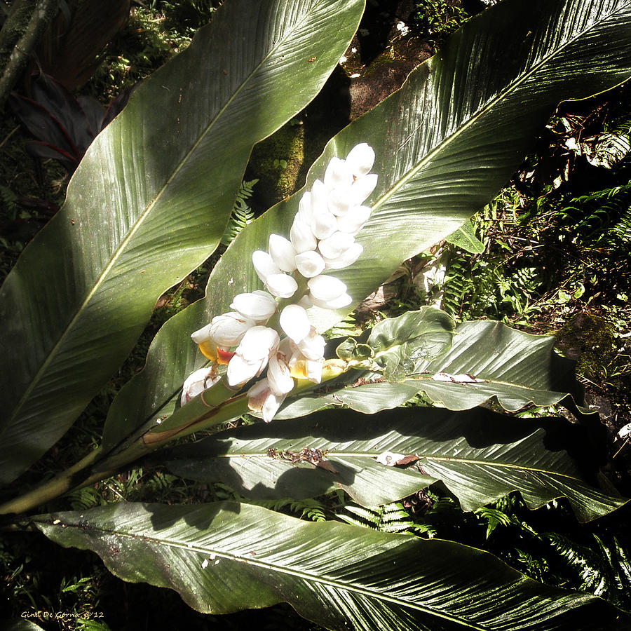 Tropical Flower 2 Photograph by Gina De Gorna